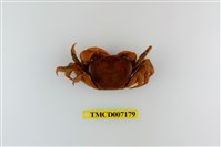 藏品(毛足特氏蟹)的圖片